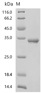 SDS-PAGE