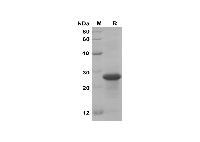 Валидация Elabscience PDEM100179(528)