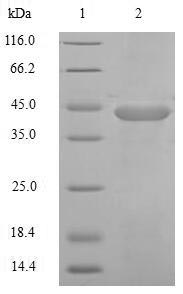 SDS-PAGE