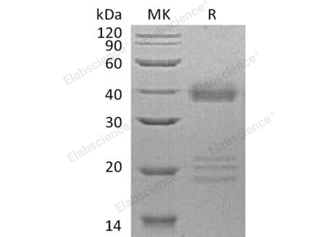 Валидация Elabscience PKSH032598(3045)