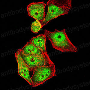 Валидация IF - AntibodySystem RHK46102
