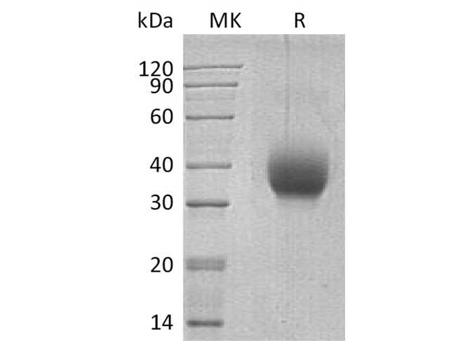 Валидация Elabscience PKSH033521(3823)