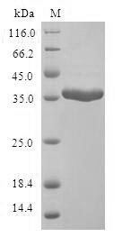 SDS-PAGE
