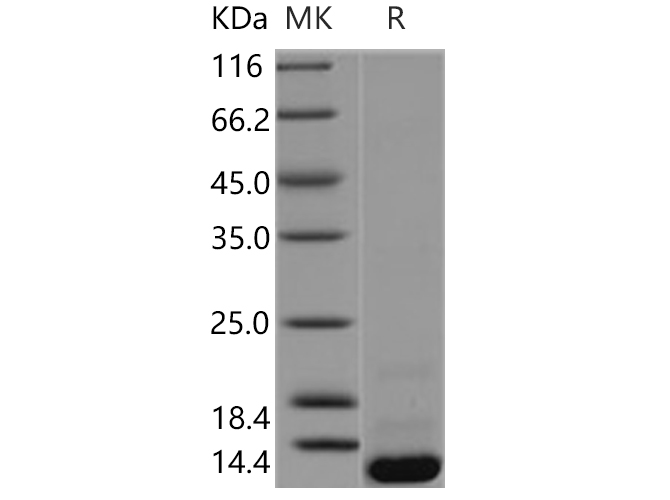 Валидация Elabscience PKSH030568(1472)