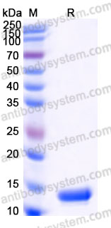 AHF46303, SDS-PAGE