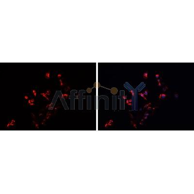 Валидация Affinity DF9630 - 22356