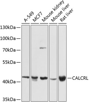 Валидация Elabscience E-AB-63022