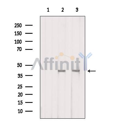 Валидация Affinity DF4894 - 16689