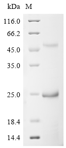 SDS-PAGE