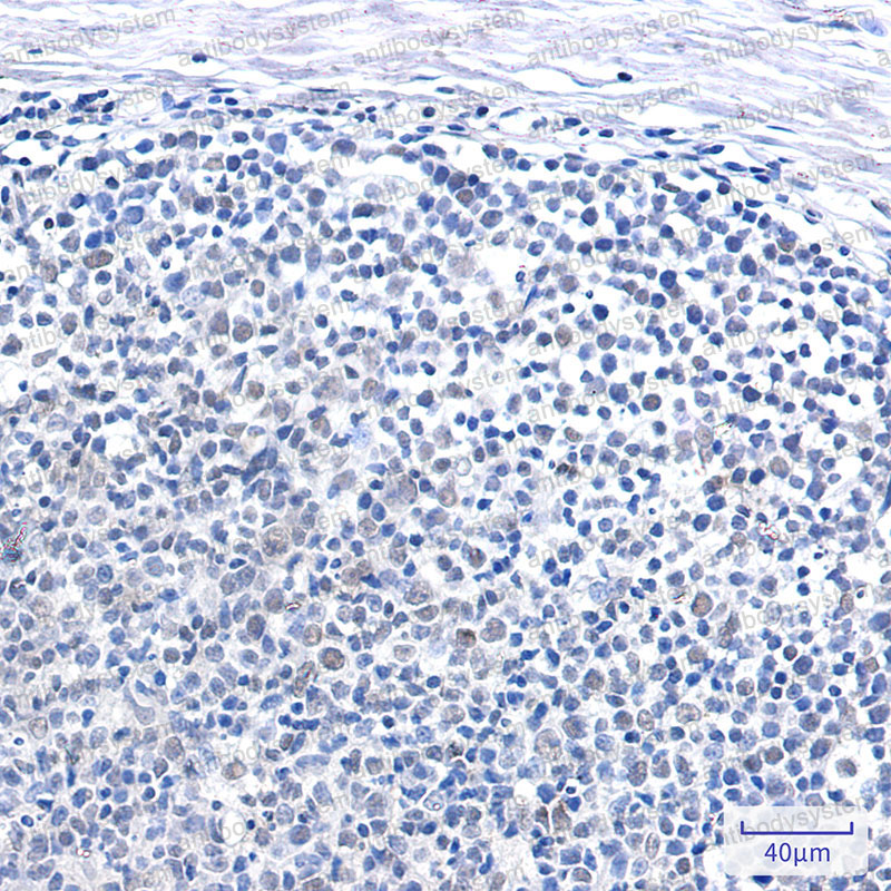 Валидация AntibodySystem RHG30002