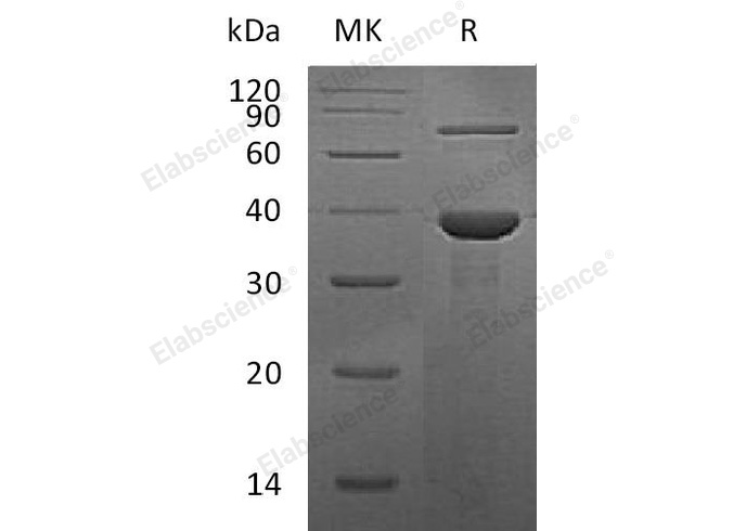 Валидация Elabscience PKSH032998(3385)