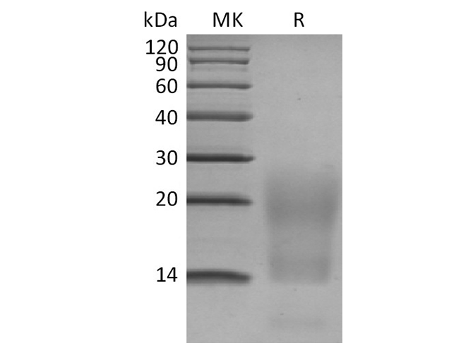 Валидация Elabscience PKSH033486(3792)