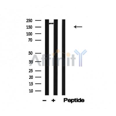 Валидация Affinity AF4725 - 2342