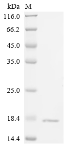 SDS-PAGE