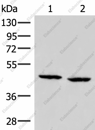 Вестерн-блоттинг, ZFYVE27, клетки PC3 и HeLa
