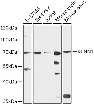 Валидация Elabscience E-AB-92955