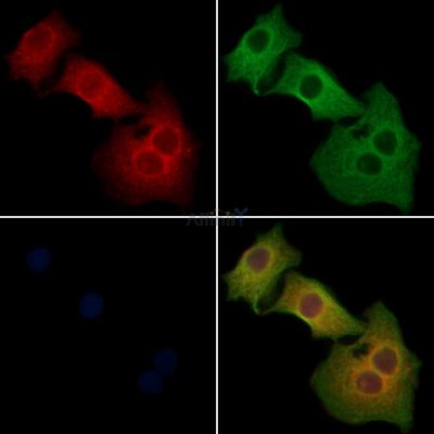 Валидация Affinity AF5191 - 2633