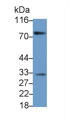 50475