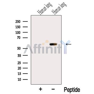 Валидация Affinity DF12521 - 7118