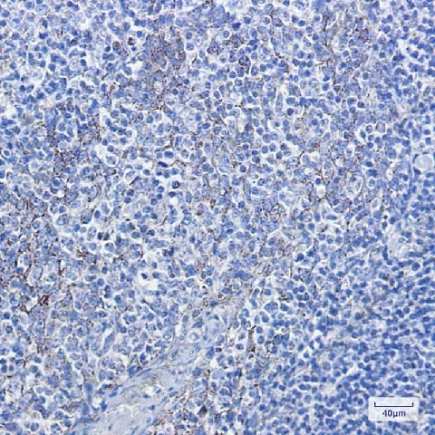 Иммуногистохимия, Cytochrome C, ткань миндалин человека