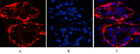 Валидация AssayVector ARM1726(2055)