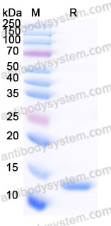 YHF70302, SDS-PAGE