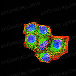 Валидация IF - AntibodySystem RHJ52602