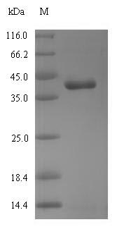 SDS-PAGE