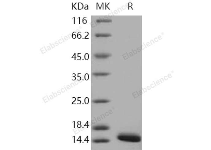 Валидация Elabscience PKSH030902(1734)