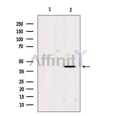 Валидация Affinity DF3642 - 14622