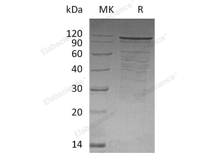 Валидация Elabscience PKSH032358(2847)