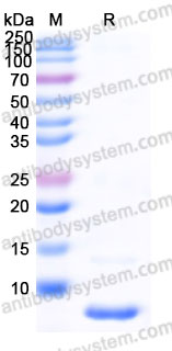 YHF33903, SDS-PAGE