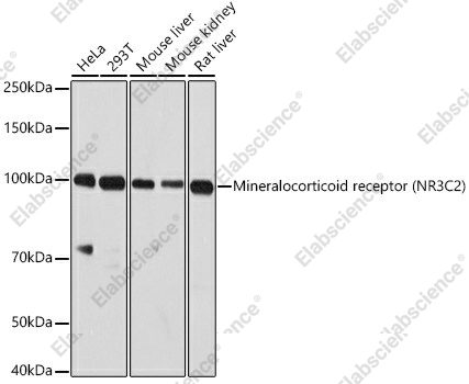 Вестерн-блоттинг, Mineralocorticoid receptor, различные клеточные линии