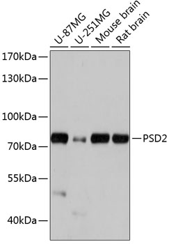Валидация Elabscience E-AB-65003