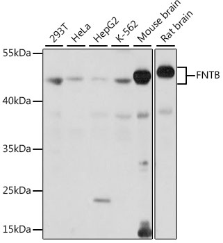Валидация Elabscience E-AB-91238
