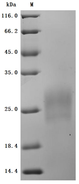 SDS-PAGE