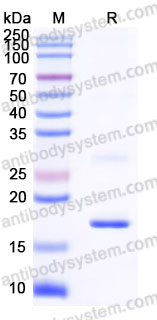 AHJ78401, SDS-PAGE