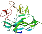 Nerve Growth Factor (NGF) Nerve Growth Factor (NGF)