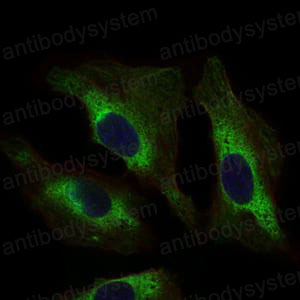 Валидация IF - AntibodySystem RHE34503