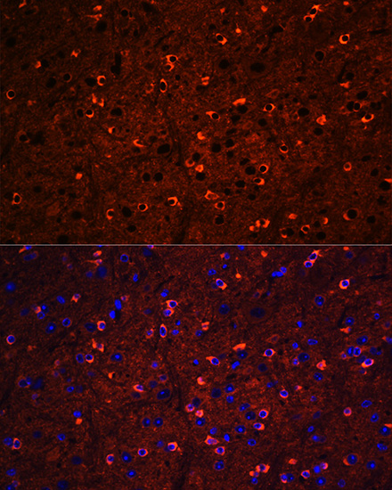 Валидация Elabscience E-AB-65652