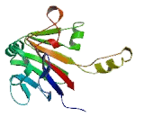 Mothers Against Decapentaplegic Homolog 6 (Smad6)