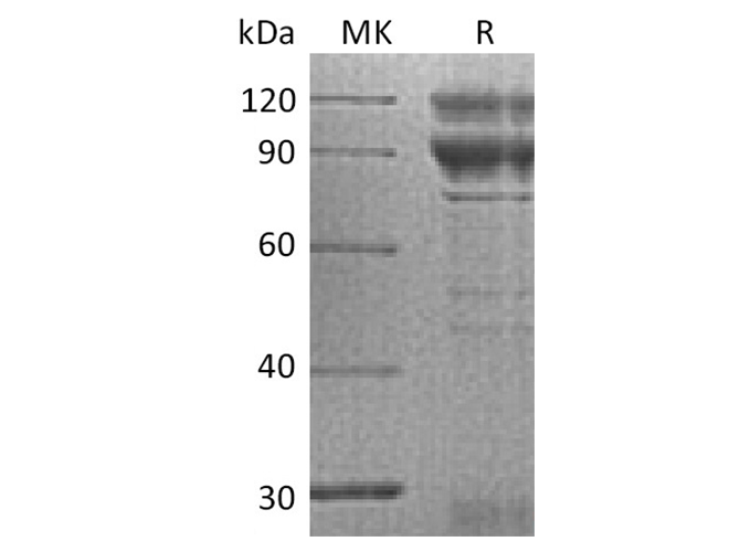 Валидация Elabscience PKSH033714(3992)