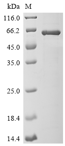 SDS-PAGE