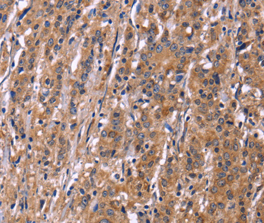 Валидация Elabscience E-AB-11062