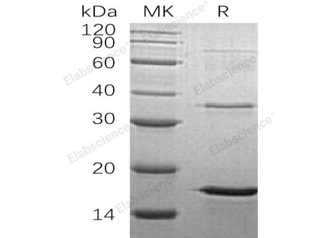 Валидация Elabscience PKSH033173(3526)