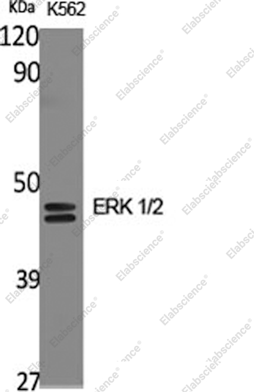 Вестерн-блоттинг, ERK 1/2, клетки K562
