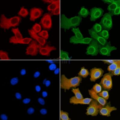 Валидация Affinity DF3845 - 14979