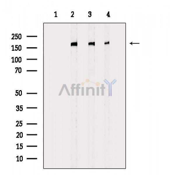 Валидация Affinity DF3086 - 13833