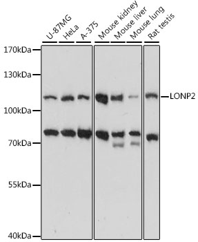 Валидация Elabscience E-AB-91344