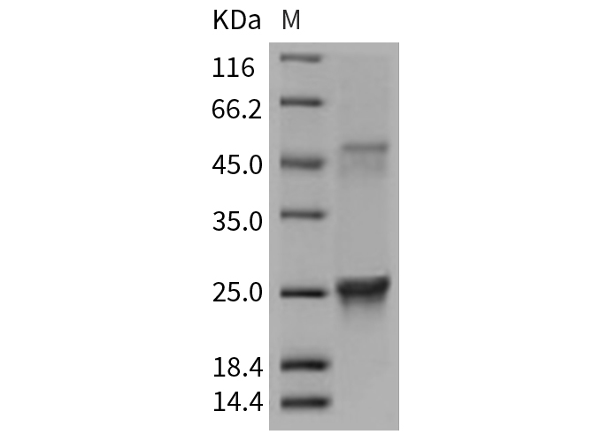 Валидация Elabscience PKSM040716(4693)